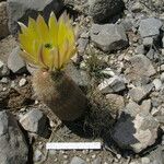 Echinocereus dasyacanthus Fleur
