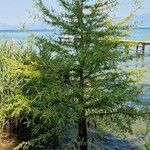Metasequoia glyptostroboides 整株植物