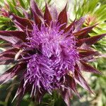 Carduus nutans Lorea