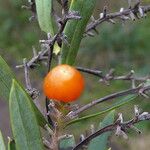 Daphne gnidium Fruit