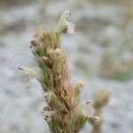 Nepeta parnassica Flower