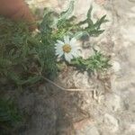 Noticastrum diffusum Flower