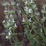 Sideritis bourgeana Sonstige