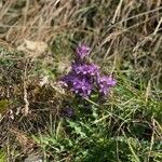 Gentianella germanica Blomma