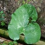 Arctium lappa Blad