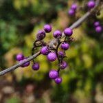 Callicarpa bodinieri Fruto