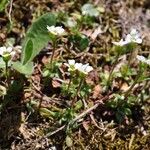 Saxifraga androsacea Flower