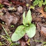 Erythronium oregonum Blatt