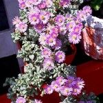 Lampranthus deltoides Leaf