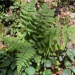 Dryopteris carthusiana Hoja