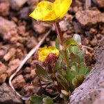 Ranunculus eschscholtzii Pokrój