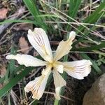 Iris purdyi Flor