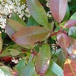 Photinia fraseri Blad