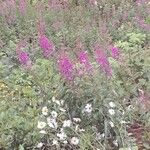 Epilobium angustifoliumFlor