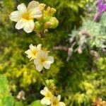 Sisyrinchium striatum Flower