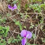 Vigna frutescens Blomma