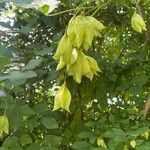 Staphylea trifolia Fruit