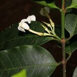Lacmellea panamensis Cvet