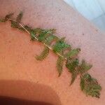 Dryopteris cristata Blatt