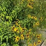 Rudbeckia subtomentosa Habitus