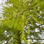 Taxodium distichumHostoa