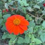 Tithonia rotundifolia Flower