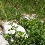 Chenopodium bonus-henricus Blüte