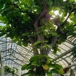 Ficus lyrata عادت داشتن