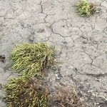 Salicornia procumbens List