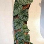 Monstera dubia Ліст