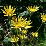 Senecio ruthenensis Flower