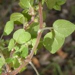 Parietaria lusitanica Leaf