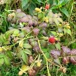 Rubus fraxinifolius Leaf