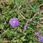 Lactuca tatarica Συνήθη χαρακτηριστικά