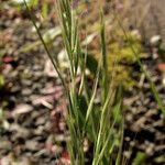 Festuca myuros ᱵᱟᱦᱟ