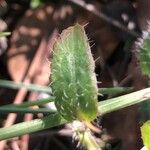 Scorzoneroides autumnalis Folha