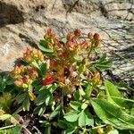 Sibbaldia procumbens Blodyn