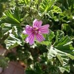 Malva multiflora Virág