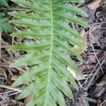 Blechnum brasiliense 葉