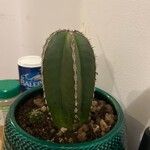 Lophocereus