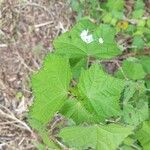 Pavonia columella Folla