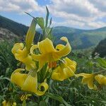 Lilium monadelphum Flower