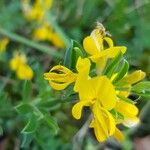 Genista pilosa Flor