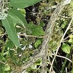 Caryopteris × clandonensis Kabuk