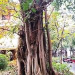 Ficus altissima Bark