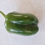 Capsicum annuumFruitua