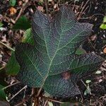 Hydrangea quercifolia Leht