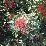Schinus terebinthifolius Plod