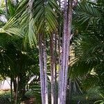 Areca triandra Vivejo