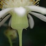 Pericallis appendiculata Flower